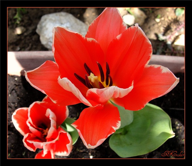 crveni tulipani